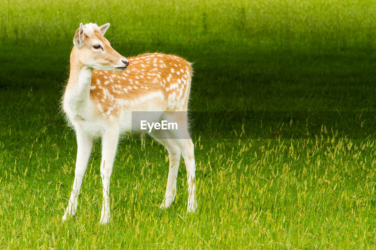 Rare view of fawn on grassy field