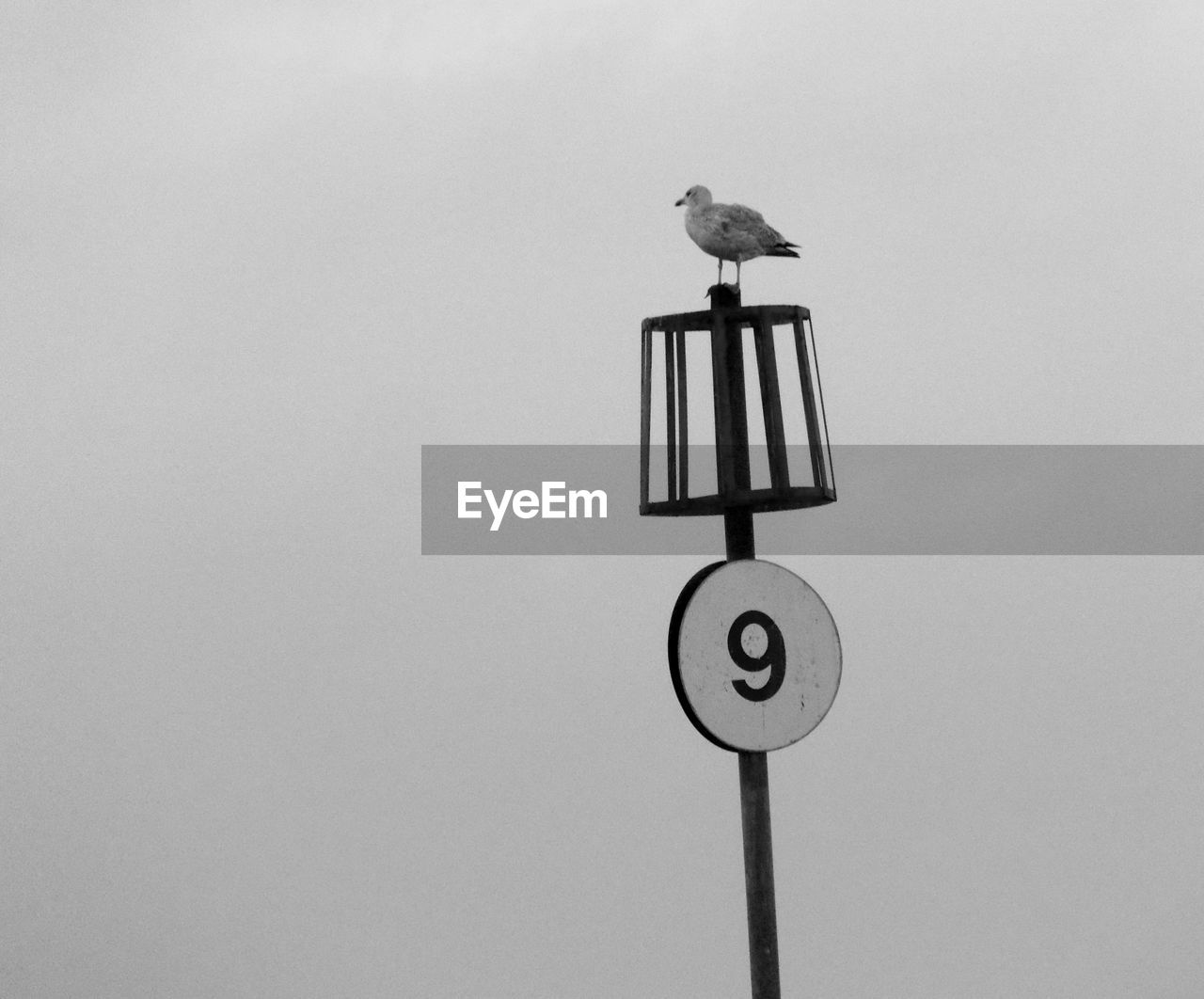 LOW ANGLE VIEW OF SEAGULL PERCHING ON POLE