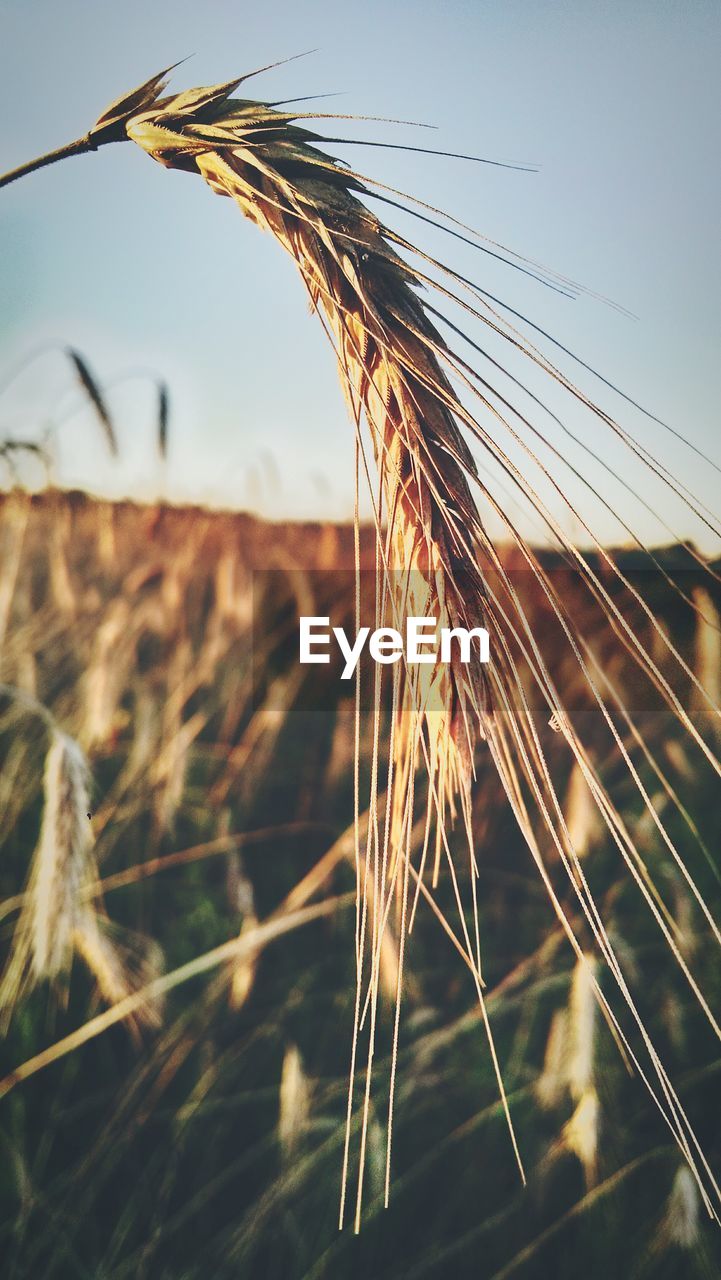 Close-up of wheat crop