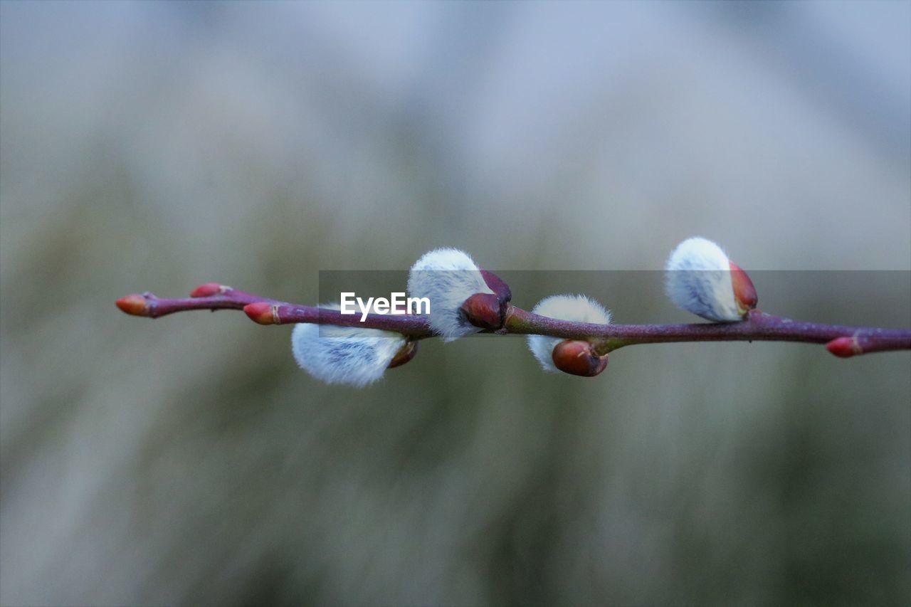 Close-up of flowers against blurred background