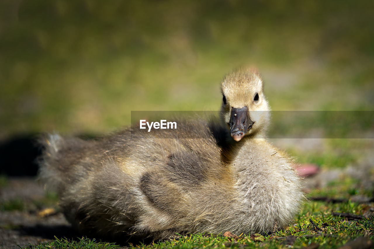 CLOSE-UP OF A BIRD ON A FIELD