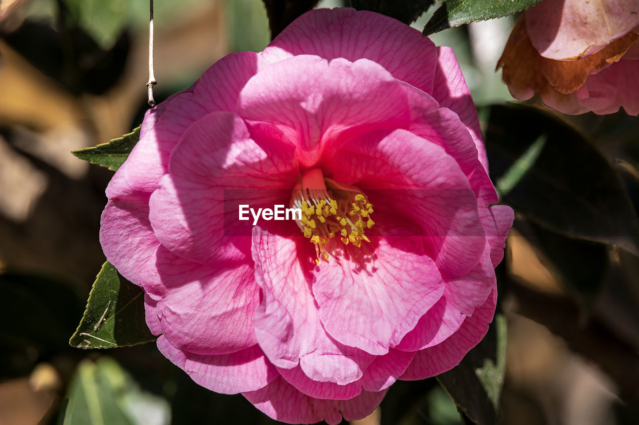 flower, flowering plant, plant, beauty in nature, pink, freshness, petal, close-up, flower head, inflorescence, fragility, nature, growth, pollen, camellia sasanqua, blossom, leaf, focus on foreground, macro photography, plant part, magenta, no people, springtime, outdoors, stamen, botany, japanese camellia