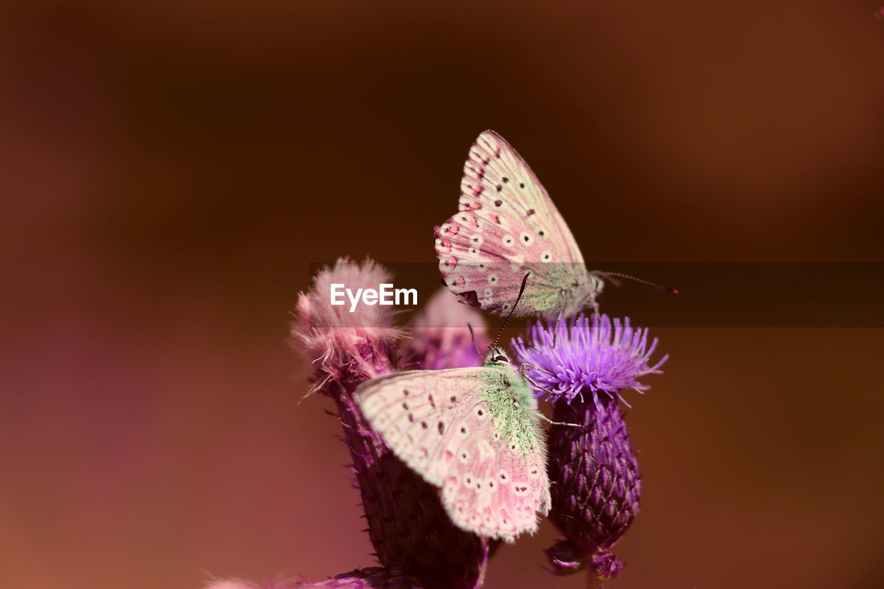 butterfly, flower, pink, flowering plant, moths and butterflies, beauty in nature, insect, petal, macro photography, animal themes, animal, plant, freshness, animal wildlife, close-up, nature, purple, fragility, animal wing, flower head, one animal, no people, animal body part, focus on foreground, wildlife, inflorescence, copy space, outdoors, colored background, studio shot