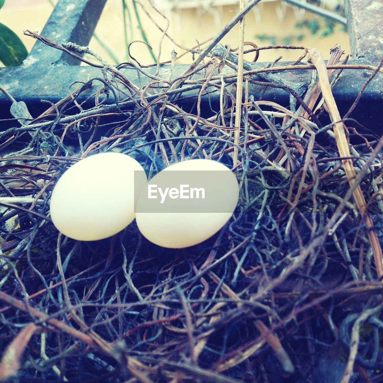 Close-up of eggs in nest