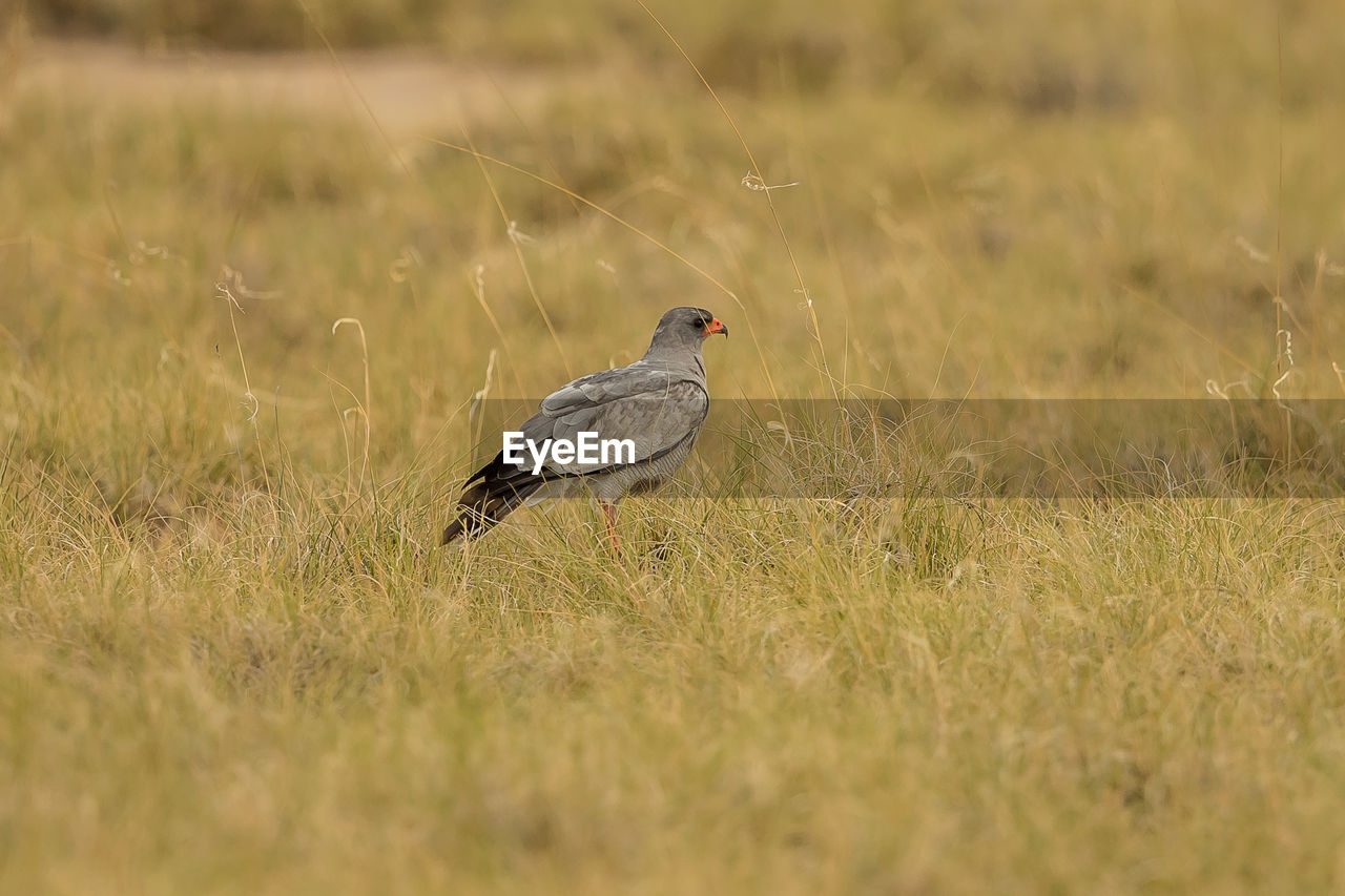 BIRD ON A FIELD