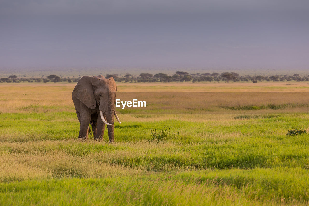 FULL LENGTH OF ELEPHANT WALKING IN GRASS