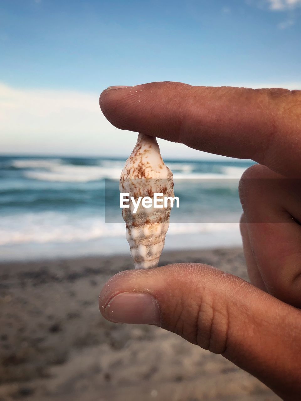 Close-up of hand holding seashell on beach