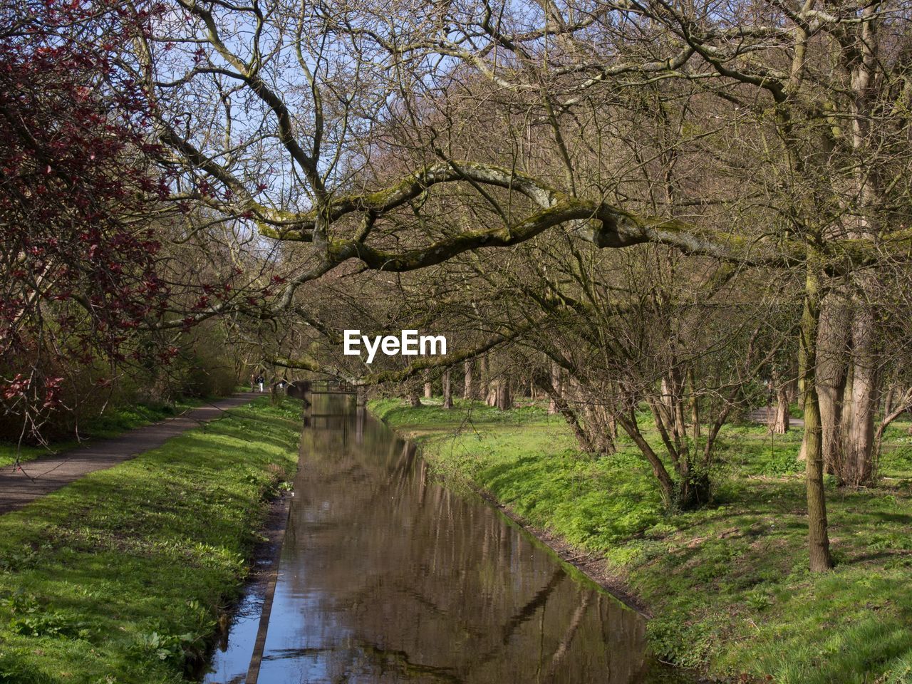 Footpath amidst trees and plants in forest