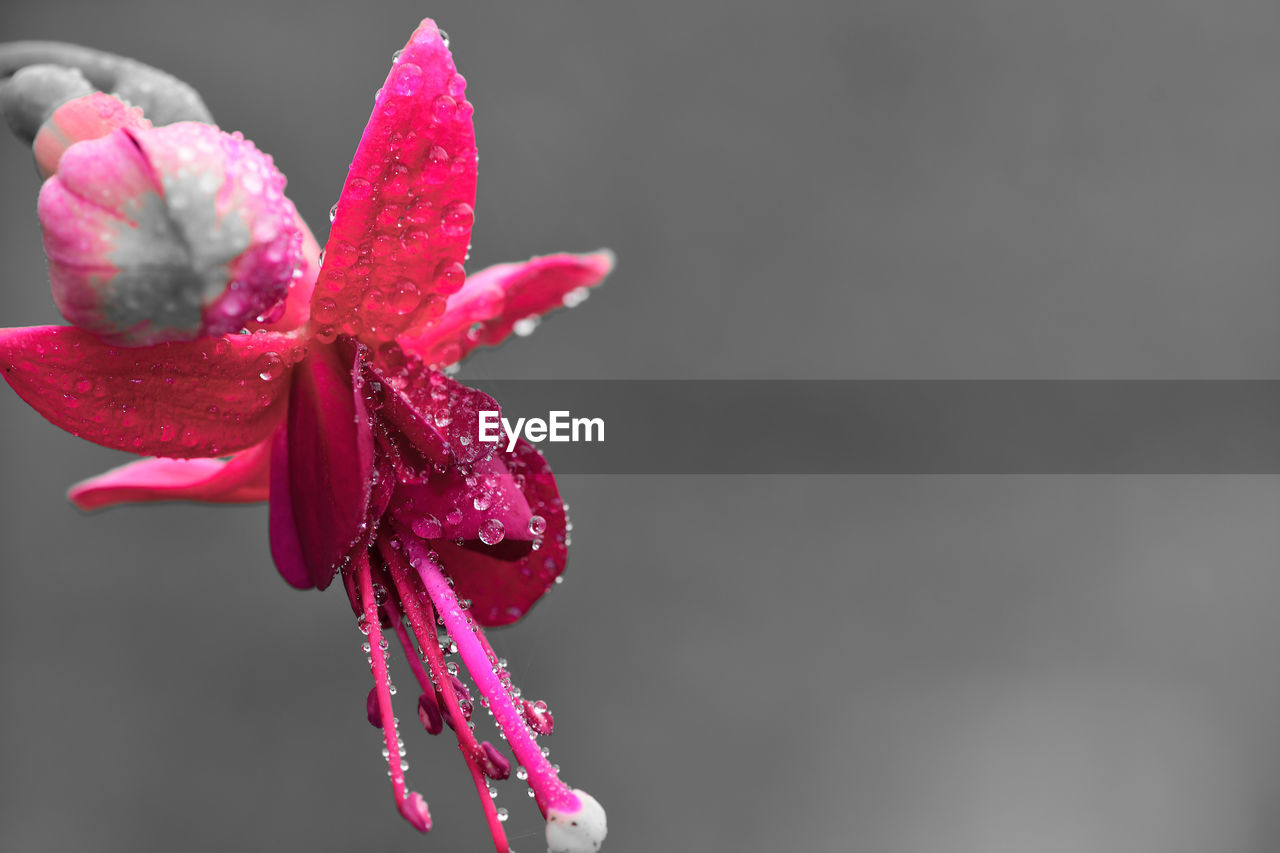 Macro shot of a pink fuchsia flower covered in dew droplets