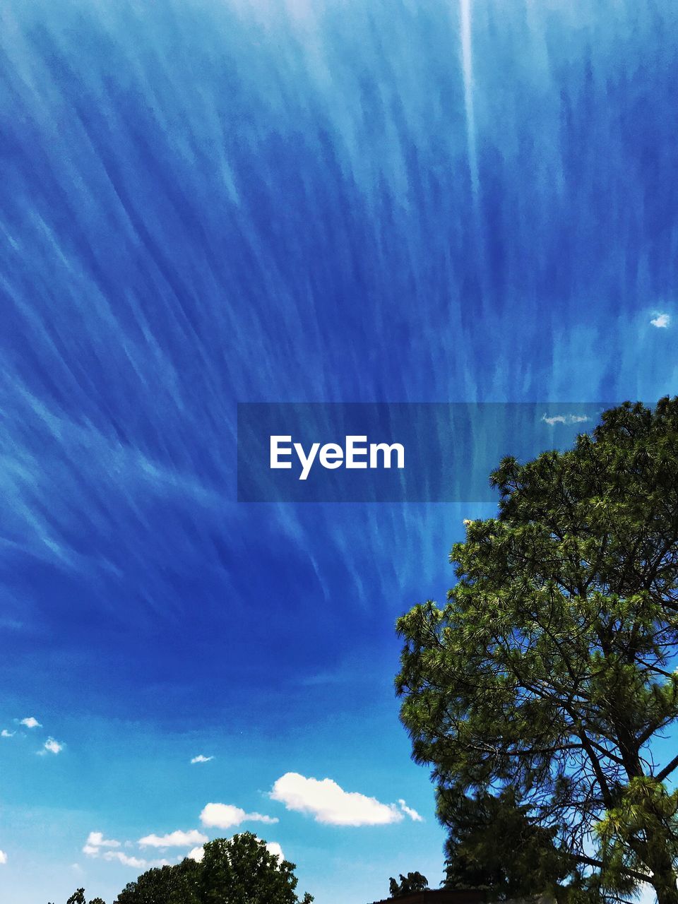 LOW ANGLE VIEW OF TREE AGAINST SKY