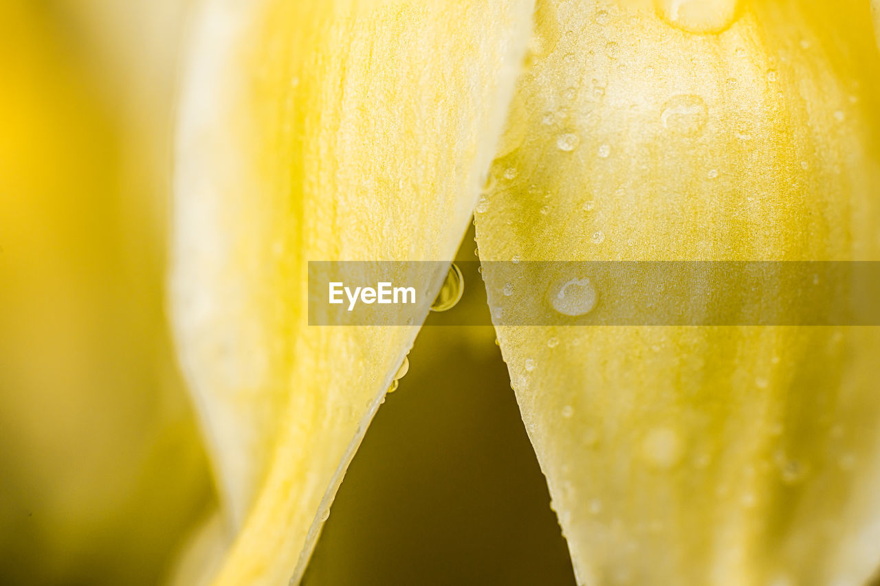 Close-up of wet yellow flower