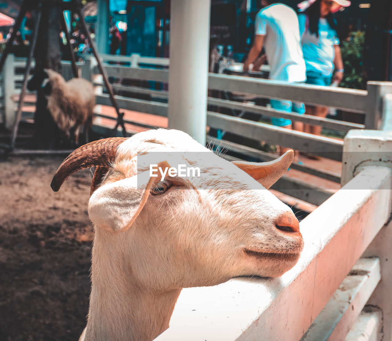 Close-up of goat standing outdoors