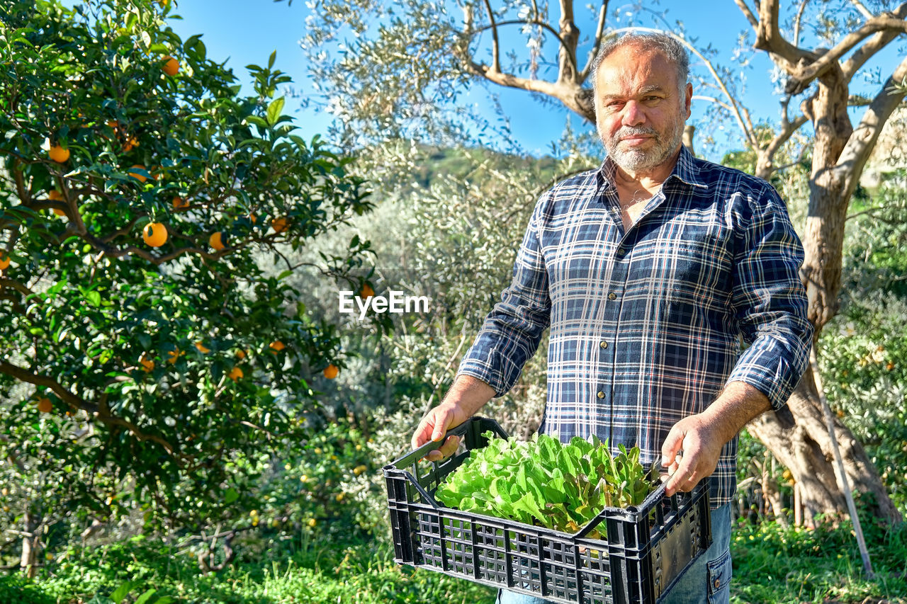 Gardener man holding basket box with young lettuce seedlings. horticulture sostenible.