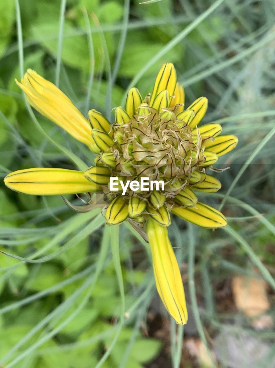 Close-up of yellow flower