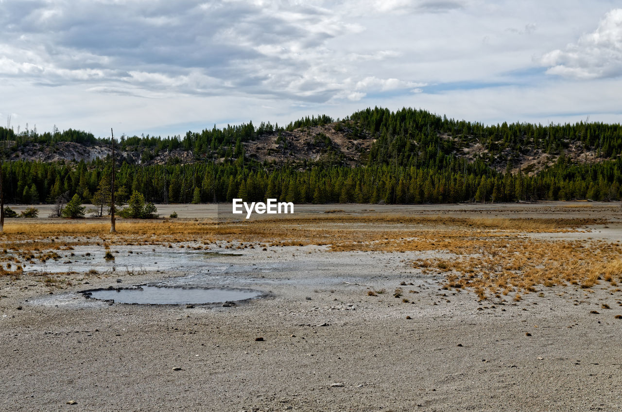 SCENIC VIEW OF SWAMP BY TREES AGAINST SKY