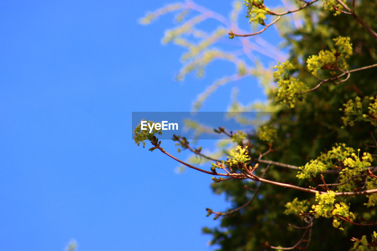 plant, tree, nature, sky, blue, blossom, branch, beauty in nature, sunlight, growth, flower, no people, leaf, clear sky, green, food and drink, freshness, flowering plant, outdoors, day, food, fruit, sunny, focus on foreground, springtime, plant part, close-up, low angle view, autumn, yellow, healthy eating, fragility, summer, environment, tranquility