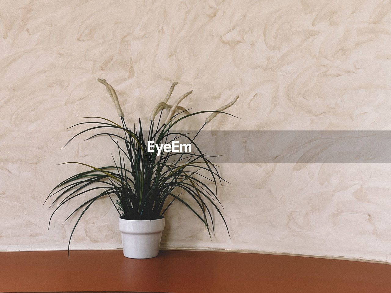 plant, wood, indoors, wall, no people, wall - building feature, houseplant, flowerpot, nature, potted plant, flooring, floor, art, home interior, drawing, table, growth, vase, white, interior design