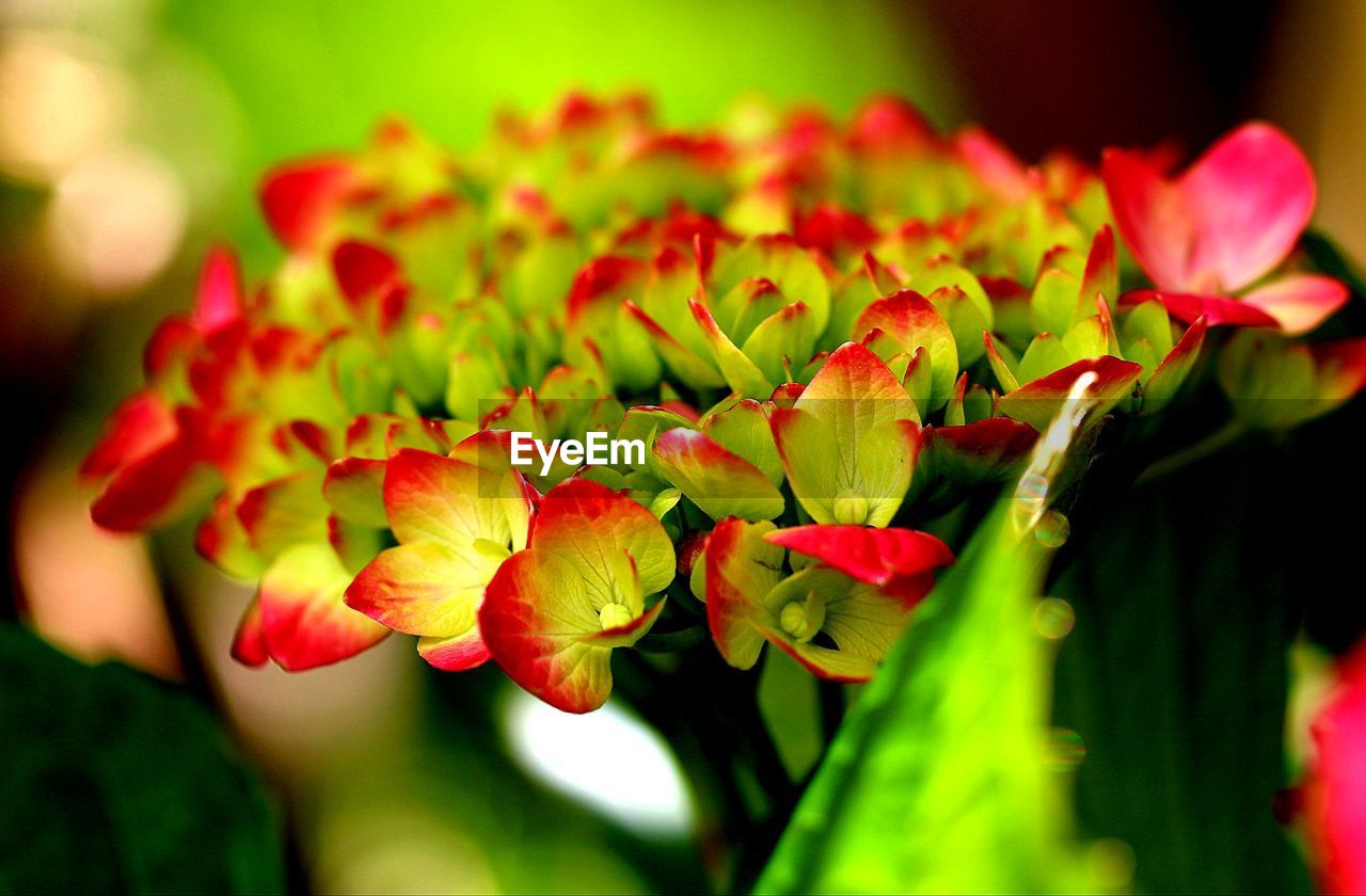 Close-up of red flowering plant