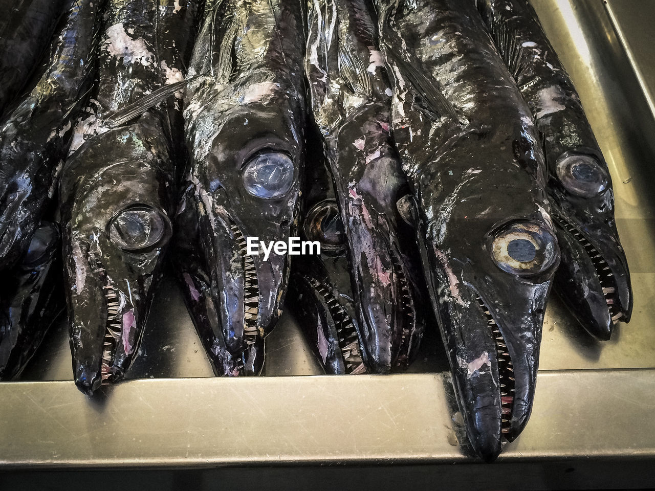 High angle view of fish in container