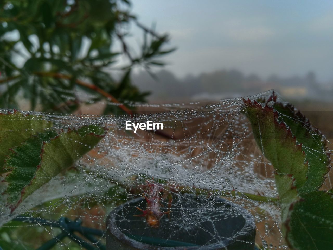 CLOSE-UP OF DEW ON PLANT