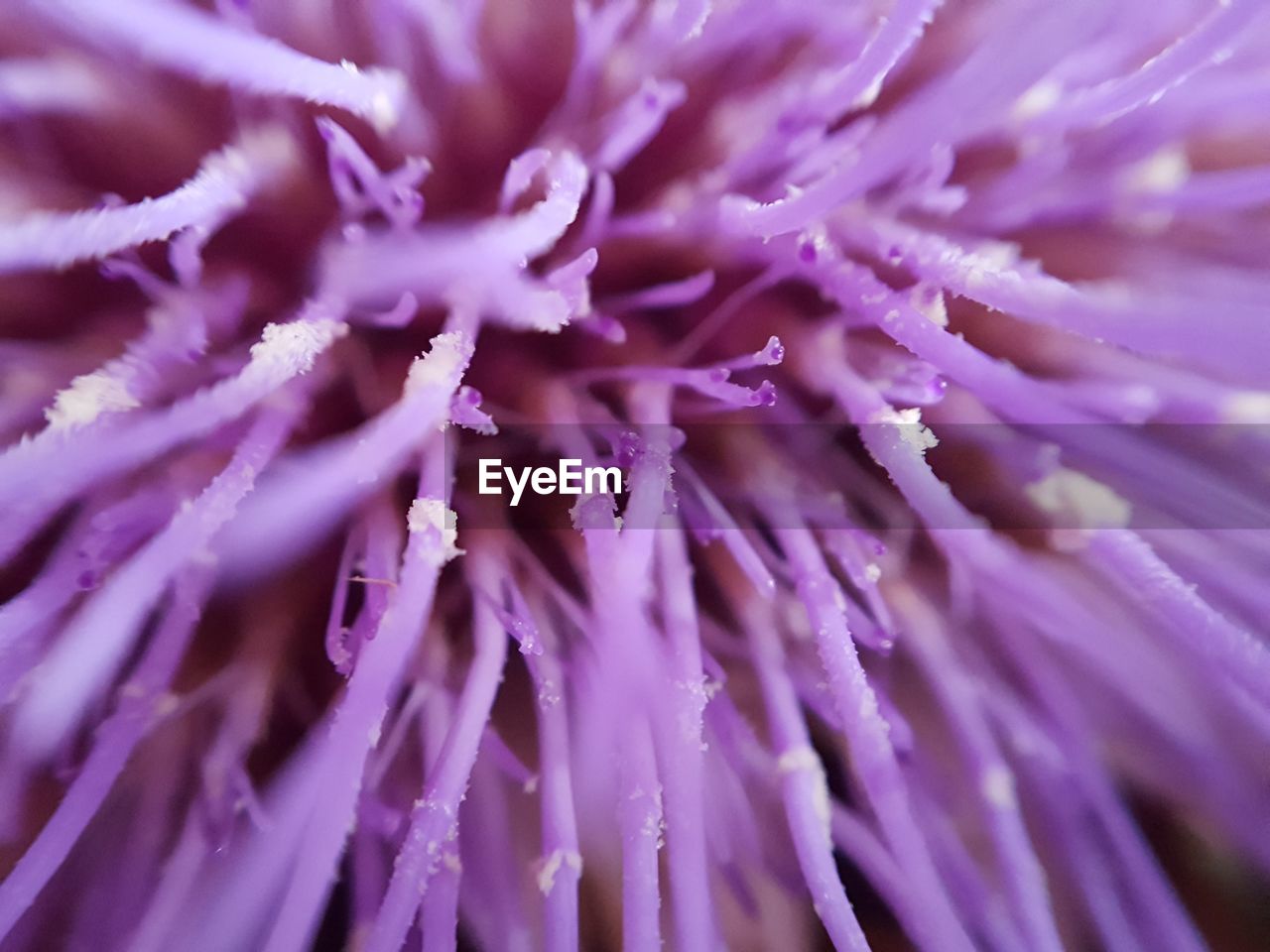 MACRO SHOT OF PURPLE FLOWER