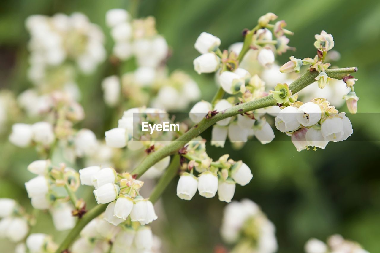 Close-up of white flowers