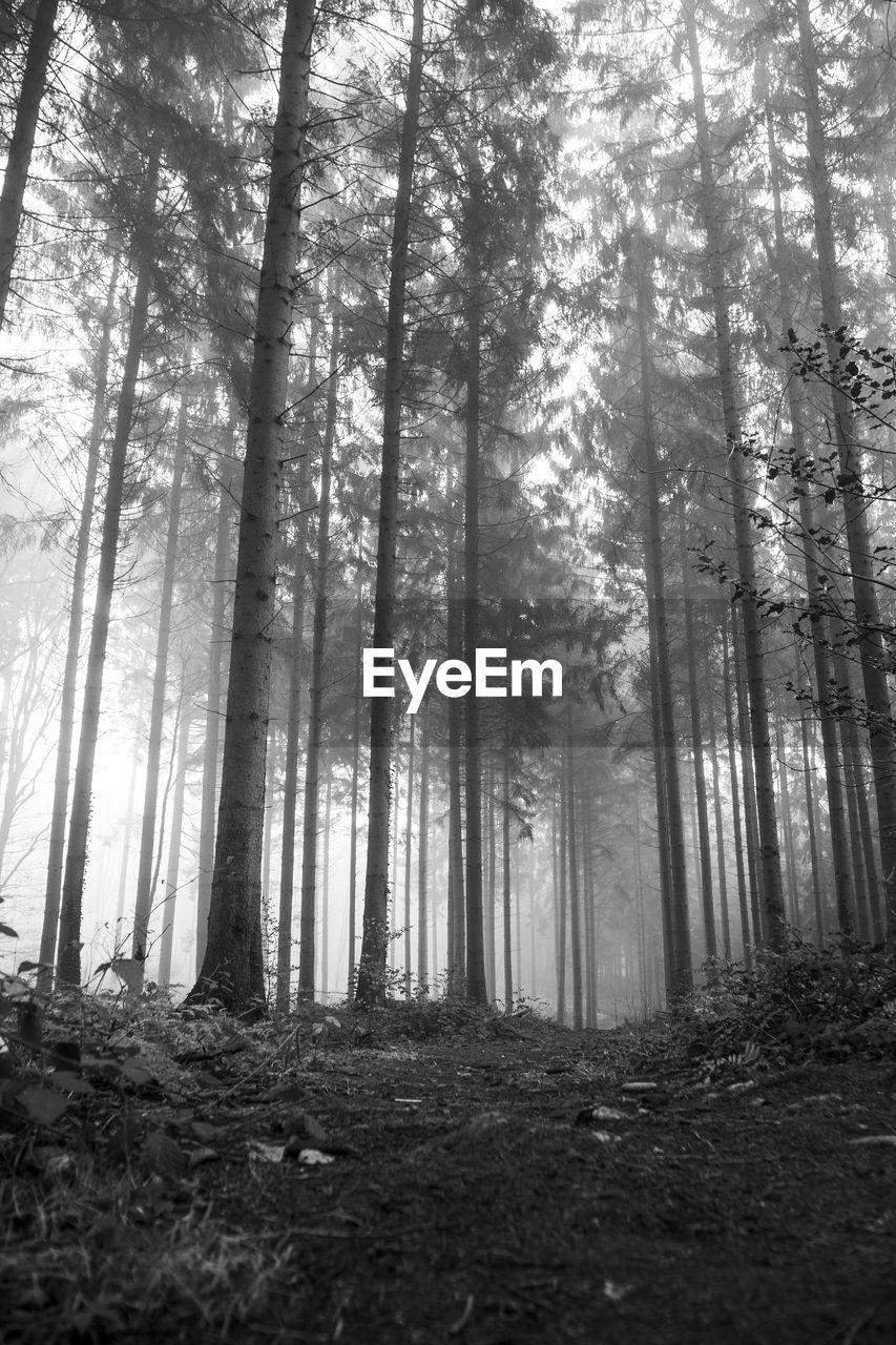 Sunlight streaming through trees in forest