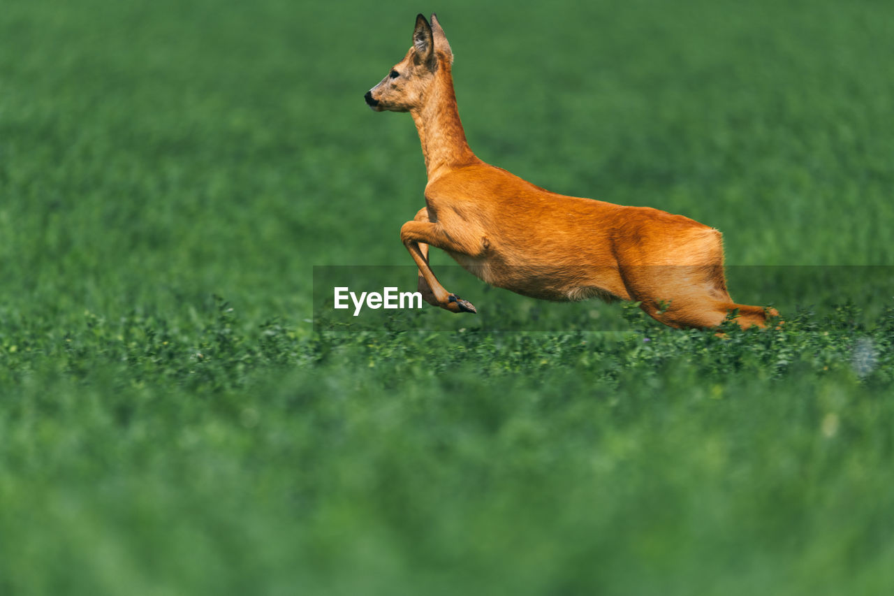 Roe deer, capreolus capreolus, buck running fast on meadow with green grass in summer nature. 