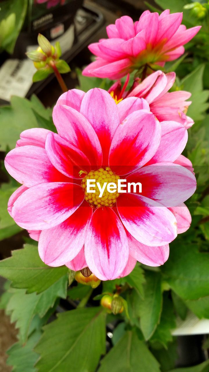 Close-up of pink flower