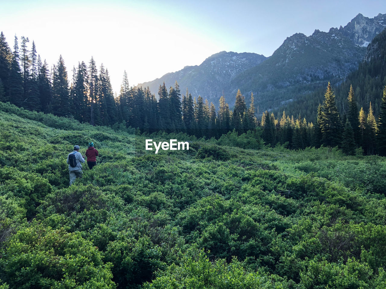 SCENIC VIEW OF PINE TREES