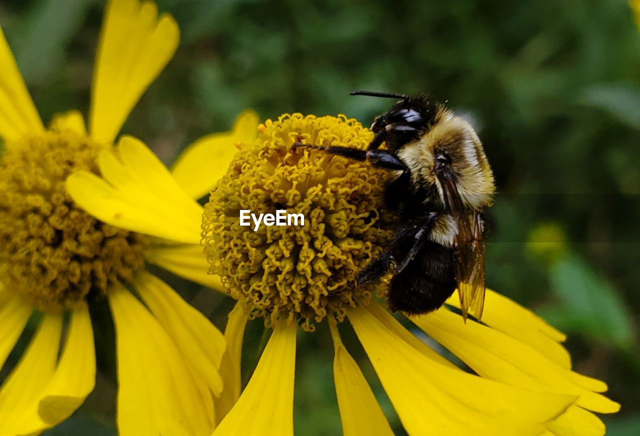 CLOSE-UP OF BEE POLLINATING ON YELLOW FLOWER