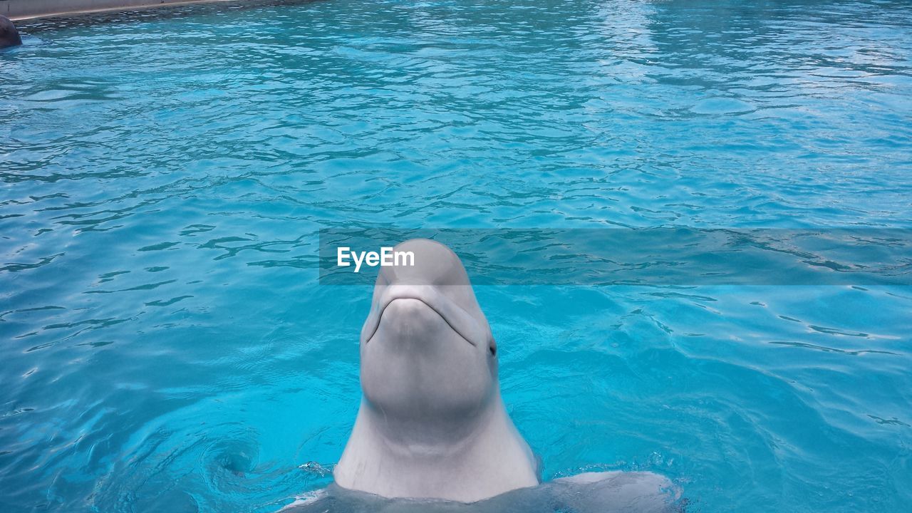 View of dolphin in swimming pool