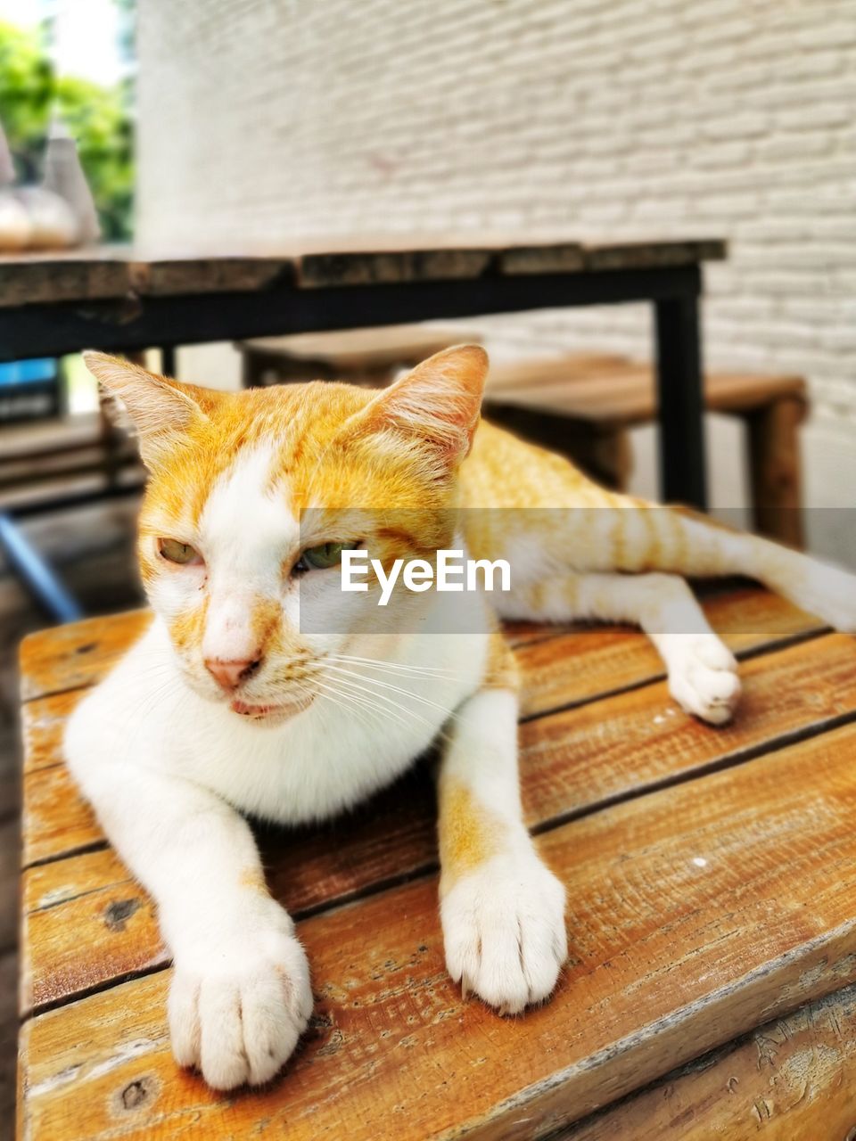 CLOSE-UP OF A CAT LYING DOWN ON TABLE