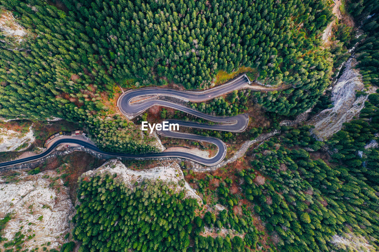 HIGH ANGLE VIEW OF TREES AND PLANTS