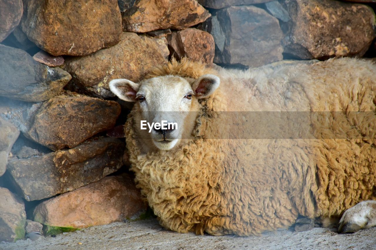 PORTRAIT OF SHEEP ON ROCK