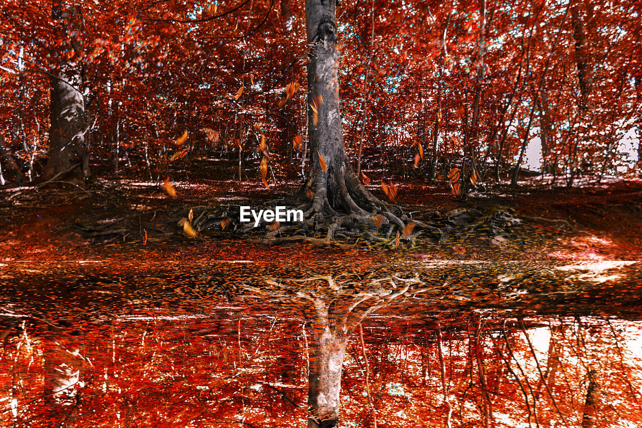 Trees in forest during autumn