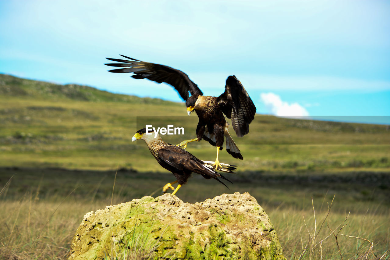 BIRD FLYING OVER A LAND