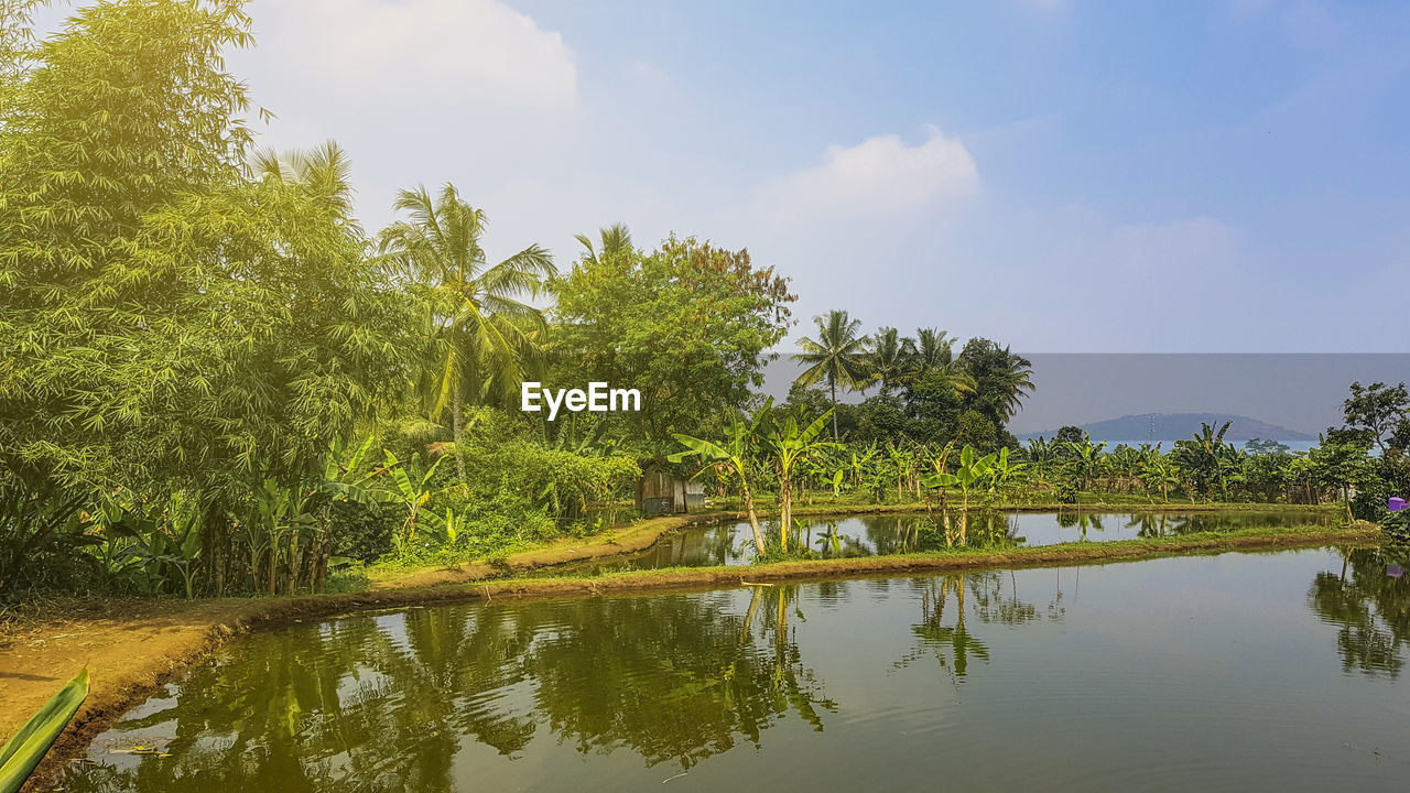 Reflection of palm trees on lake against sky