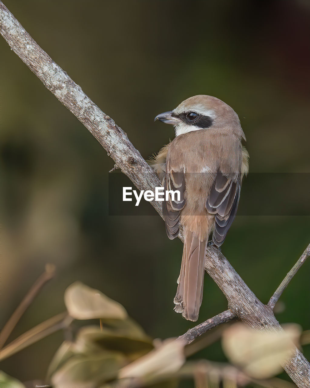 CLOSE-UP OF A BIRD PERCHING ON A BRANCH