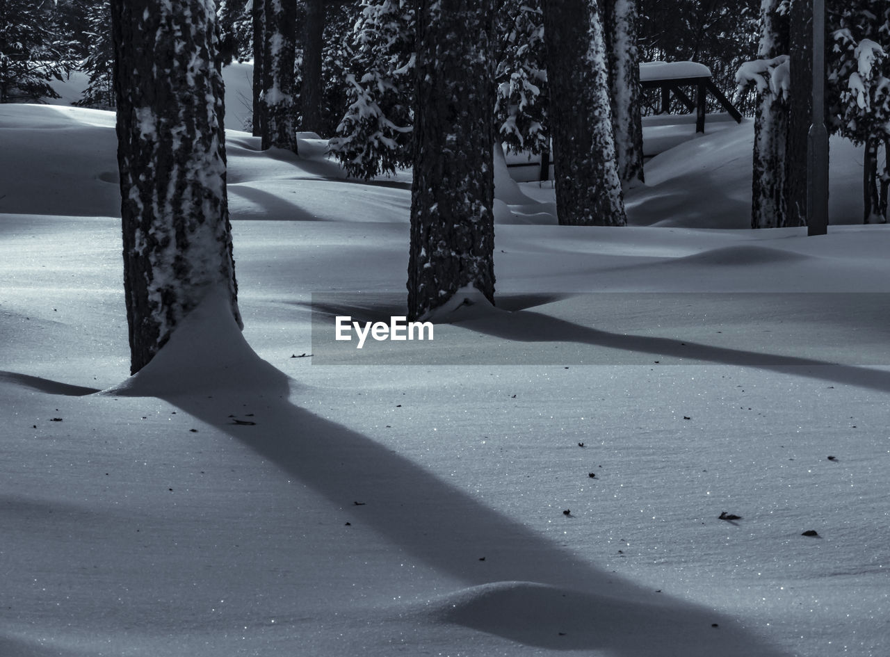 Trees on snow covered field