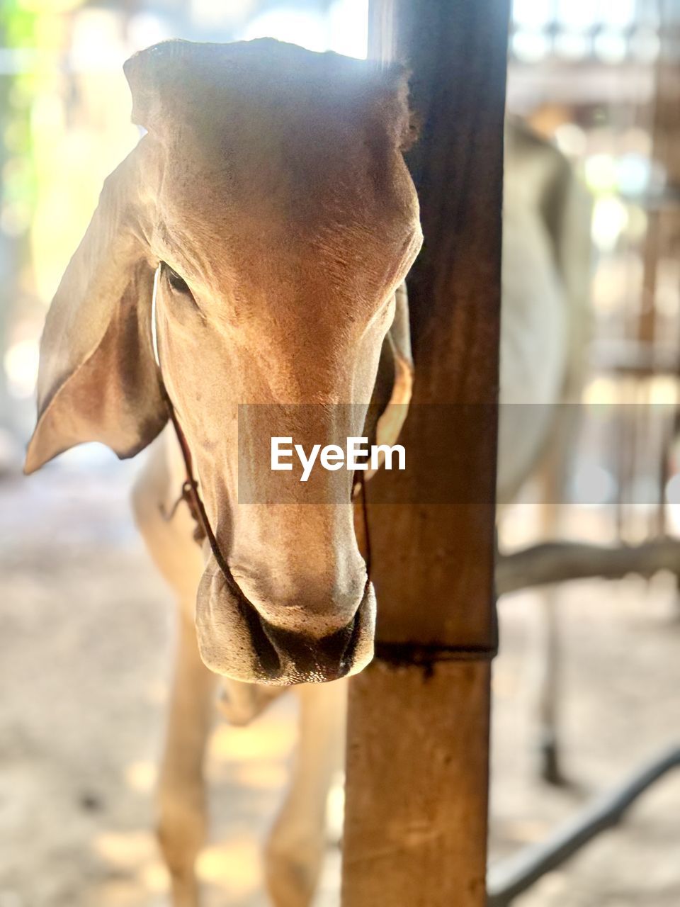 animal, animal themes, mammal, one animal, domestic animals, animal wildlife, animal body part, livestock, close-up, sunlight, focus on foreground, day, nature, horse, no people, pet, outdoors, working animal, animal head, herbivorous