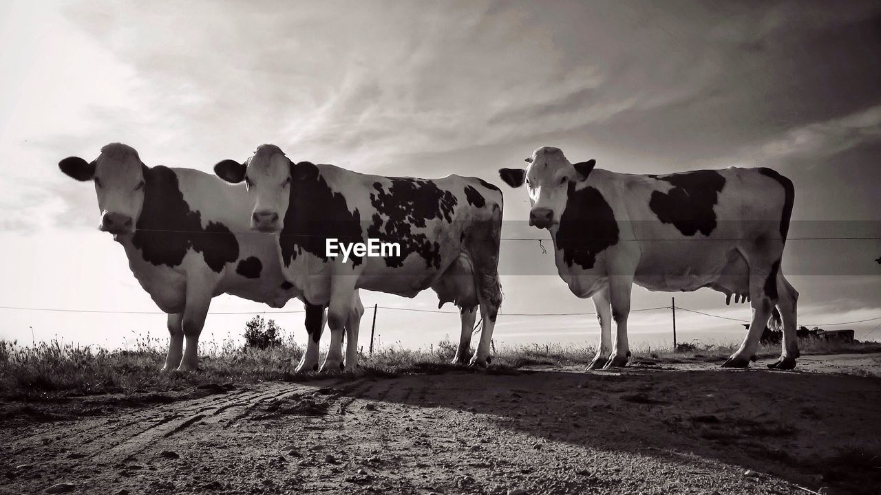 Portrait of three jersey cow