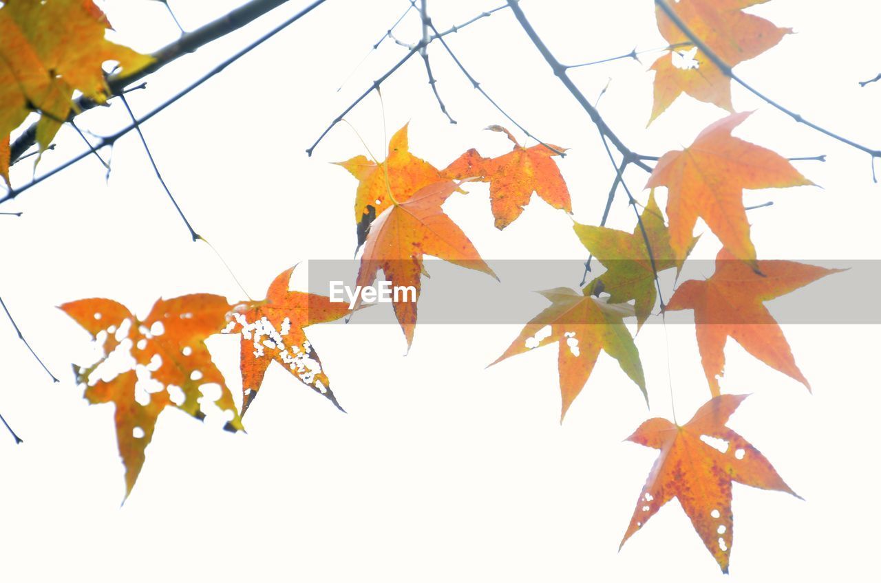 Low angle view of dry maple leaves against clear sky