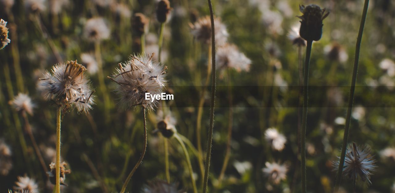 Close-up of wilted dandelion flower on field