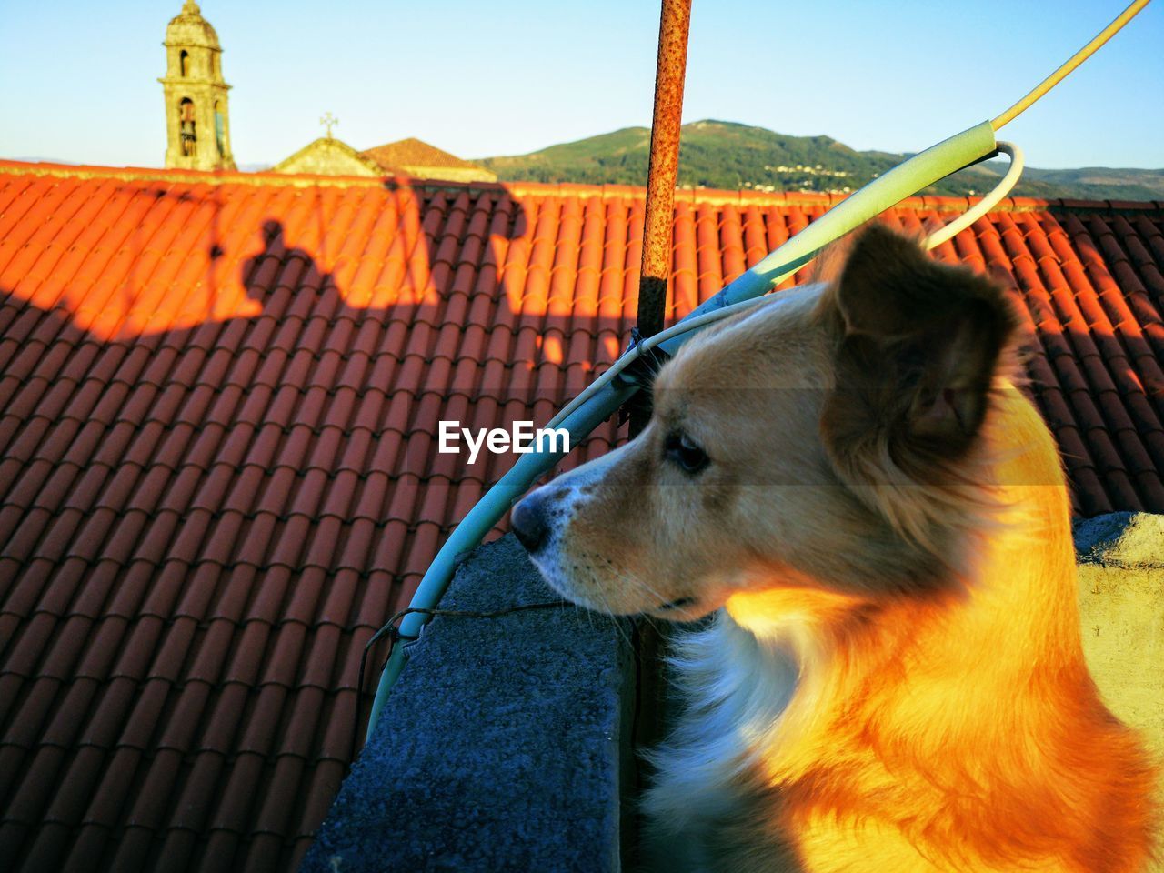 Close-up of a dog looking away