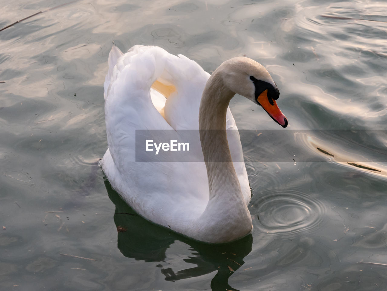 HIGH ANGLE VIEW OF SWAN FLOATING ON LAKE