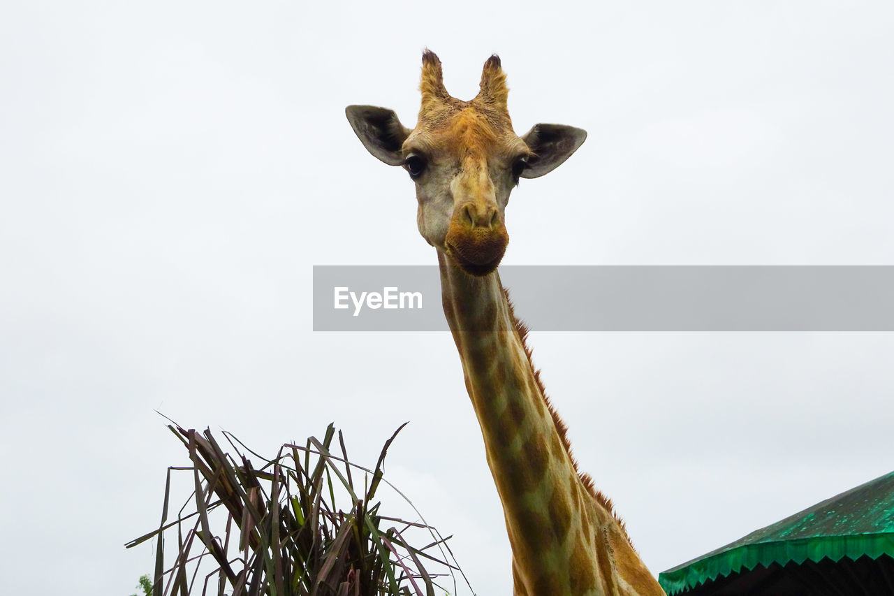 LOW ANGLE VIEW OF GIRAFFE AGAINST SKY