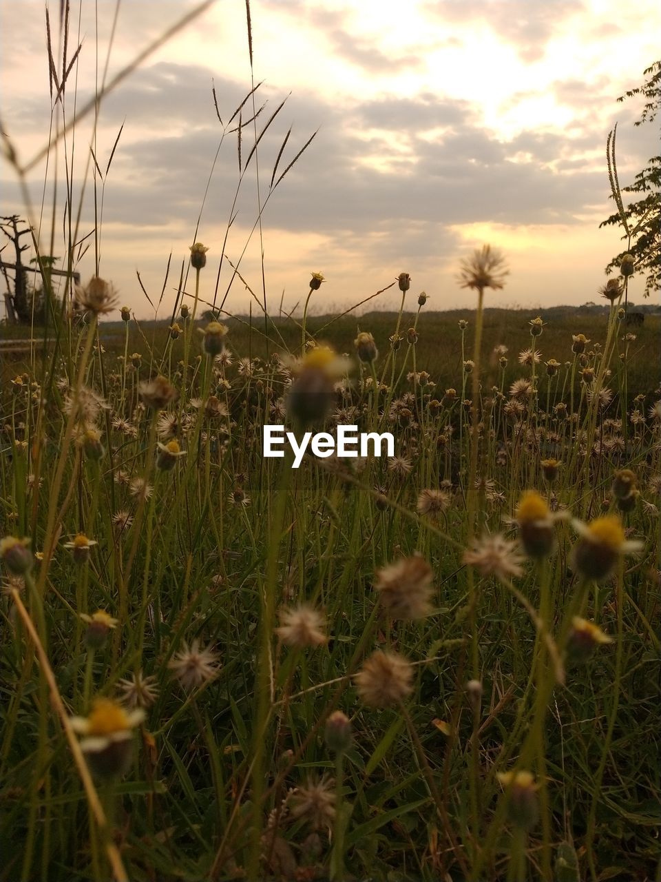 plant, sky, nature, cloud, beauty in nature, sunset, land, growth, grass, field, flower, sunlight, landscape, prairie, environment, flowering plant, tranquility, no people, scenics - nature, natural environment, meadow, tranquil scene, grassland, rural scene, rural area, freshness, outdoors, wildflower, non-urban scene, agriculture, dramatic sky, yellow, sun, idyllic, fragility, water, dusk, crop, plain, close-up, twilight, leaf