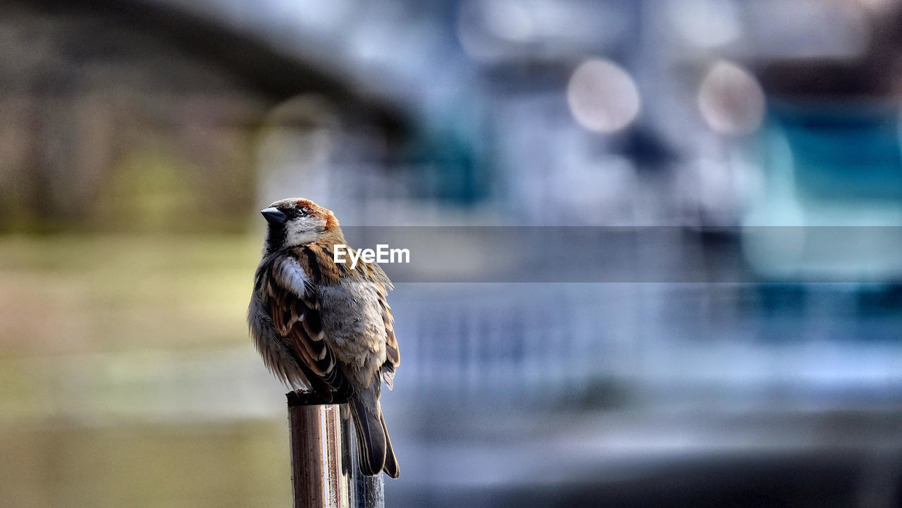CLOSE-UP OF OWL PERCHING ON OUTDOORS