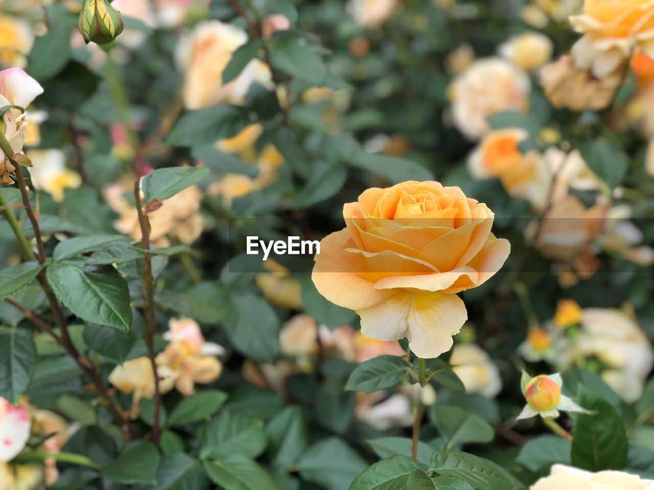 Close-up of rose plant